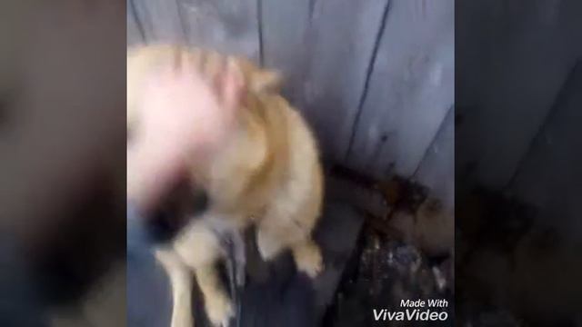 Мои любимые животные:) смотреть онлайн