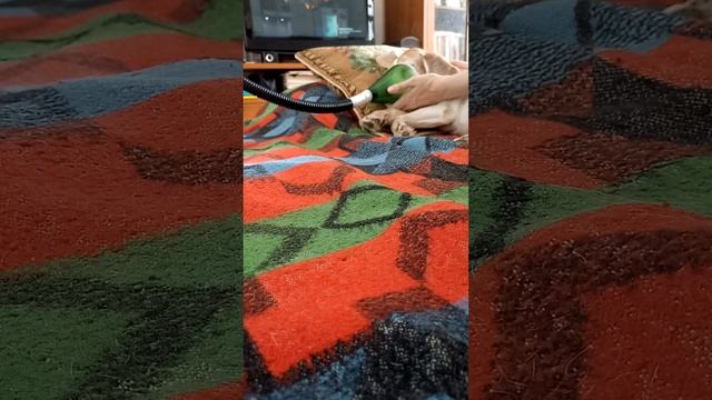 Астма у собаки. Ингаляция.