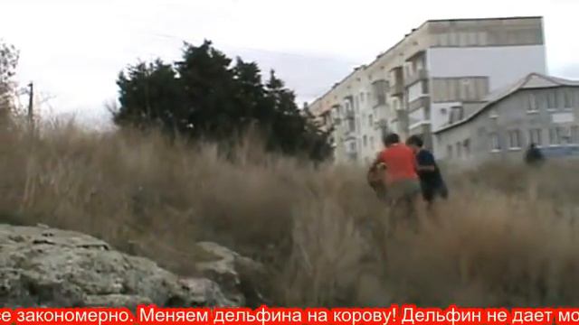 Дельфин смотреть онлайн