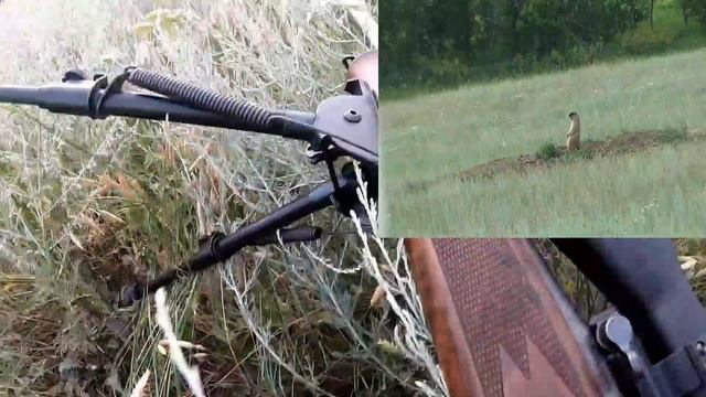 2022. Охота на сурка. Поволжье .mp4 смотреть онлайн