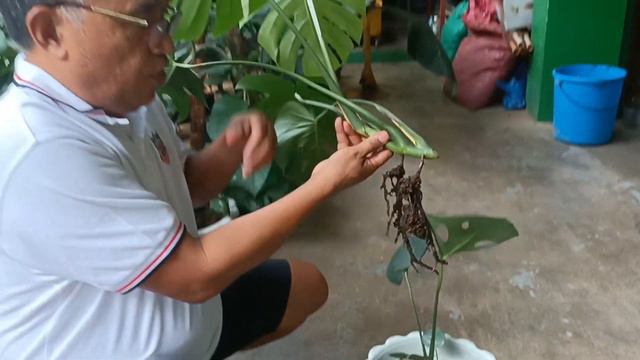 MONSTERA DELICIOSA PROPAGATION/ CARE TIPS смотреть онлайн