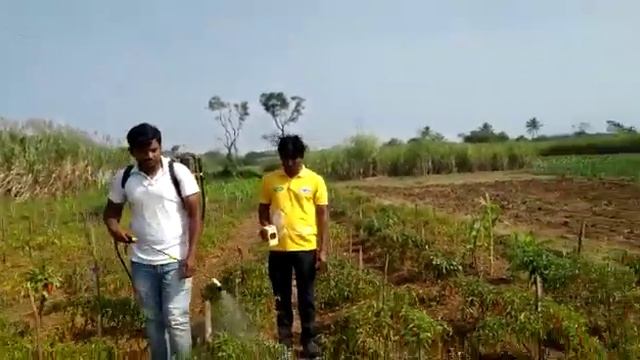 HPM 24 KARAT Testimonial Video on Chilli Crop - Karnataka Testimonials смотреть онлайн