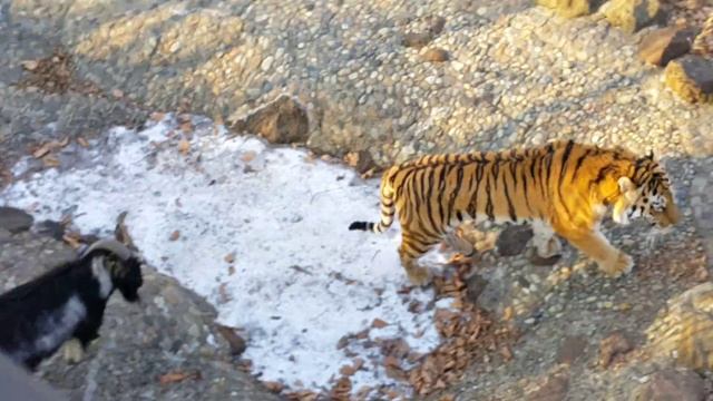 Тигр и козел подружились смотреть онлайн