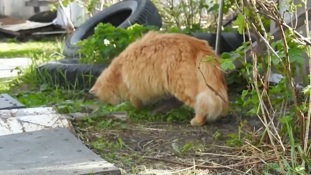 Winter and Summer Iriska Ириска Зима и Лето #Koshlandia #Кошляндия смотреть онлайн