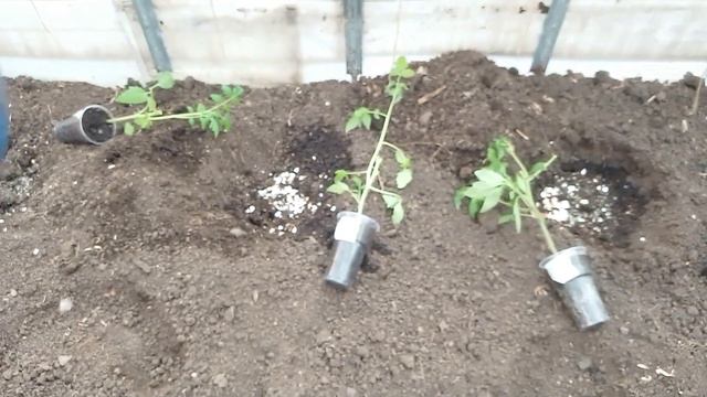 Помидоры #посадкапомидор #помидорывтеплице #видео #урожайныйогород смотреть онлайн