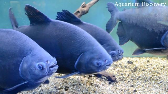 Харьковский океанариум Немо - Черный Паку Colossoma Brachypomus