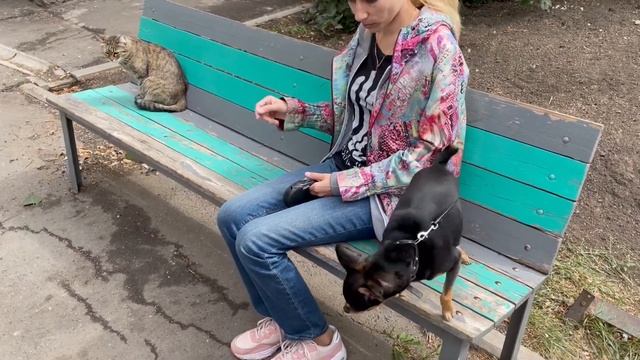 Реакция собаки на кота или "как кошка с собакой" смотреть онлайн