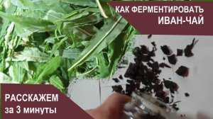 Как ферментировать ИВАН-ЧАЙ. Раскажем за 3 минуты