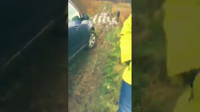 Subaru Forester sh mogёt смотреть онлайн