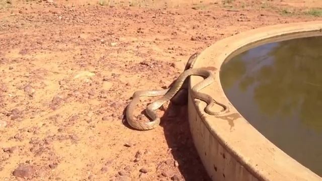 Inland Taipan (Oxyuranus microlepidotus) having a drink. смотреть онлайн
