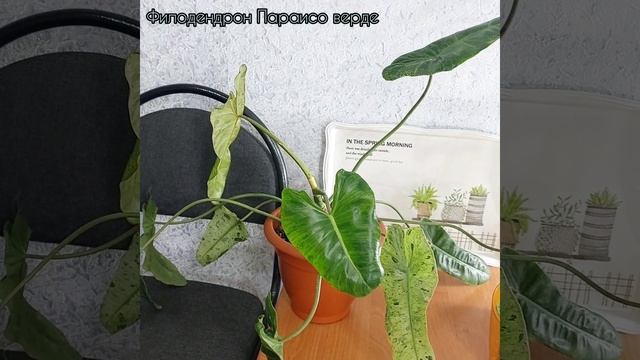 Вот это детка! Окрас всё лучше и лучше? #Филодендрон Параисо Верде? #цветы #растения #shorts смотреть онлайн