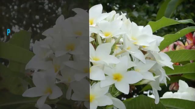 10 Plantas para repeler a los mosquitos de forma natural смотреть онлайн