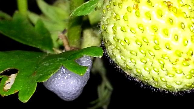 Пенница слюнявая на клубнике смотреть онлайн