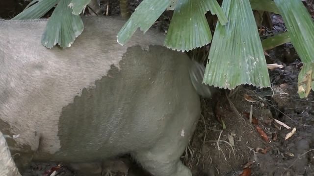 Bearded Pig, Borneo