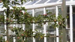 Шпалерные плодовые деревья