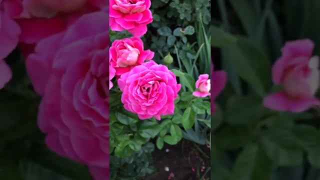 Вредители на розах.