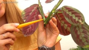 Черенкование маранты