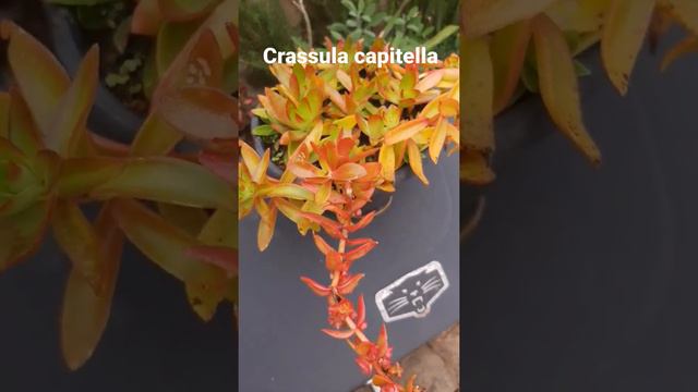 Crassula capitella suculenta dica do dia смотреть онлайн