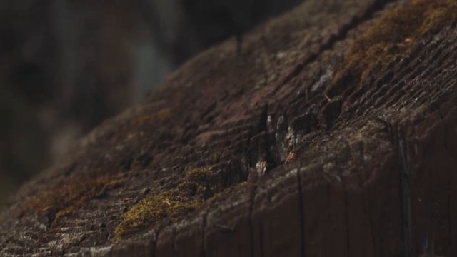 A Dusk Walk (BMPCC OG + ISCO-Gottingen Westron 35mm f/2.8) смотреть онлайн