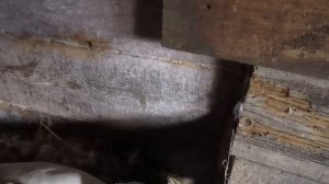 Гуси высиживают яйца часть1