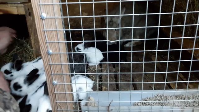 В каком возрасте лучше отсаживать крольчат от крольчихи смотреть онлайн