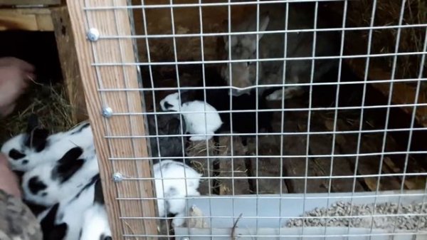 В каком возрасте лучше отсаживать крольчат от крольчихи