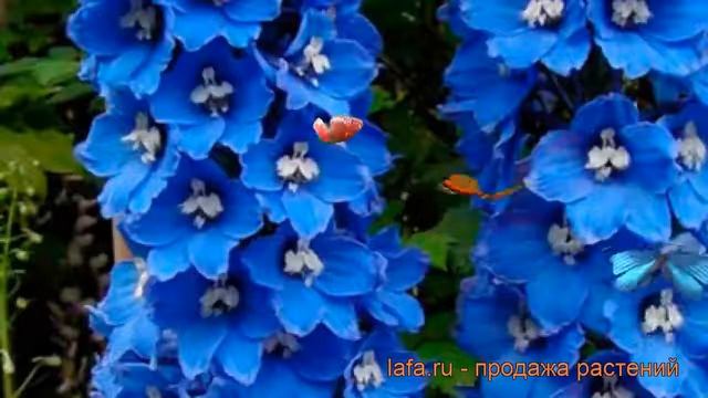 Дельфиниум высокий Арлекин (delphinium elatum) ? обзор: как сажать, саженцы дельфиниума Арлекин смотреть онлайн