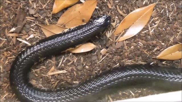 Naja Melanoleuca: Black Cobra/Forest Cobra With Skinning Rest - Weißlippenkobra/Waldkobra