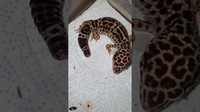 Убираю у геккона / плохая линька смотреть онлайн