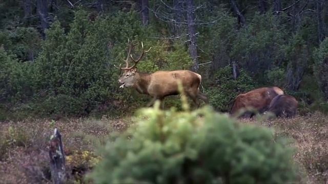 Зимняя охота на лис с манком. Охотничьи приключения в Норвегии (NORDIC WILD HUNTER) смотреть онлайн
