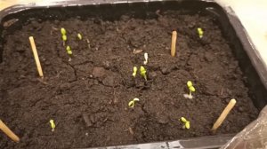 Как всходит,*Пиретрум* из семян. всходы на 7 день.?