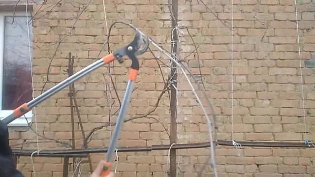 Азы обрезки винограда на арке