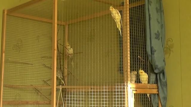 Попугаи кореллы. Самка, или самец. Я заводчик, или кто? Важны ли щечки. смотреть онлайн