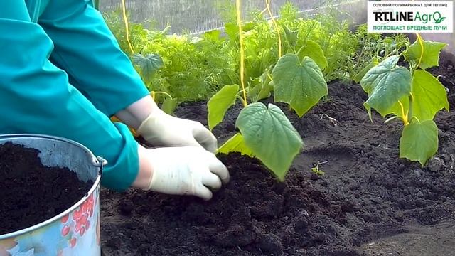 ? Подсыпка огурца. Выращивание огурцов. смотреть онлайн
