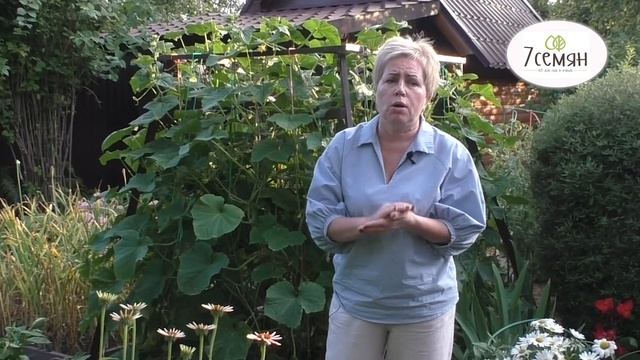 БОРЕМСЯ С ТЛЕЙ И КЛЕЩАМИ НА ОГУРЦАХ БЕЗОПАСНЫМИ СПОСОБАМИ!! смотреть онлайн