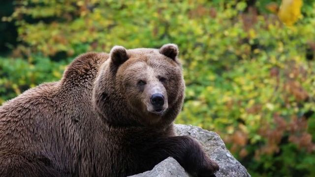 ?Cute Animal Sounds : Elephant, Cat, Dog, Parrot - ? ANIMAL SOUNDS learning смотреть онлайн