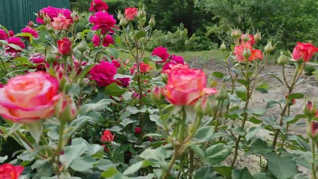 Троянда L.D.Braithwaite/ Роза Остина Брайтвайт /16.06.2022 смотреть онлайн