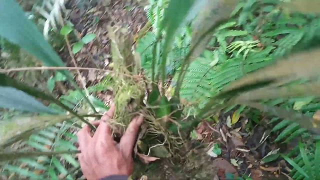 The Beauty of Sumatran Forest Orchids || Cantiknya Anggrek Hutan Sumatera смотреть онлайн