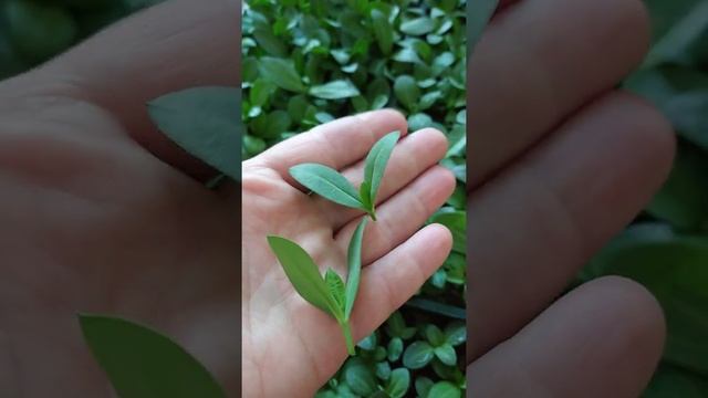 прищипываю эустому. смотреть онлайн