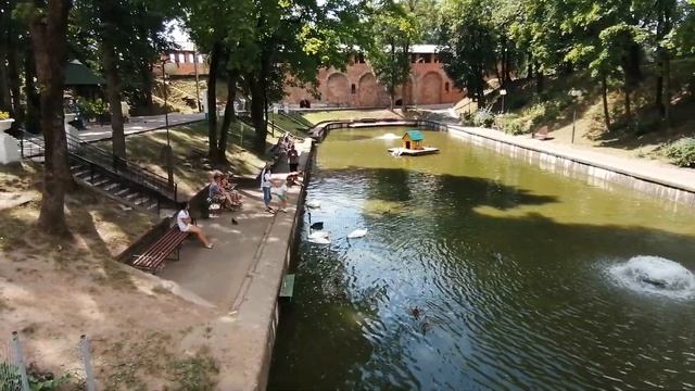 Черный Лебедь в парке Лопатинский сад.Смоленск.Кормим Лебедей Лопатинский парк. смотреть онлайн