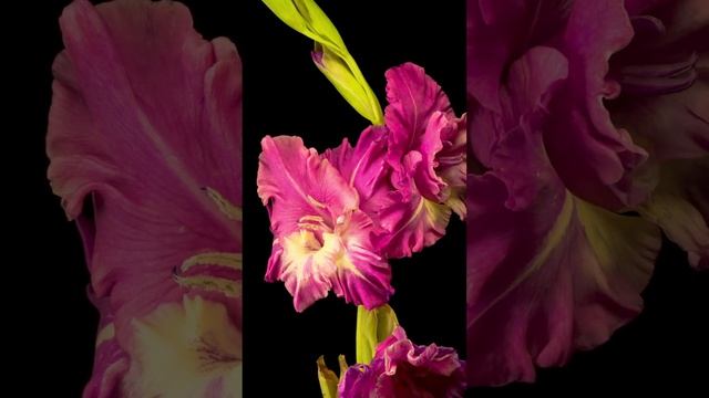 Opening Purple Gladiolus Flower - Time Lapse смотреть онлайн
