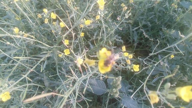 цветы пчелы природа VID_20240914_070604.mp4