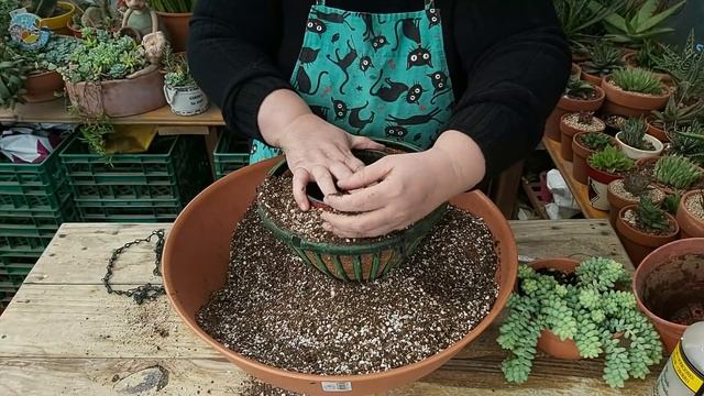 Trasplante de Sedum morganianum y burrito - una tarea díficil смотреть онлайн