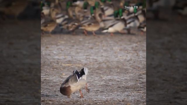 Сокол сапсан атаковал сидячую утку! смотреть онлайн