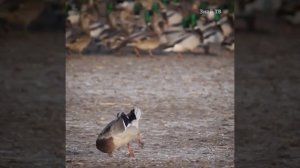 Сокол сапсан атаковал сидячую утку!