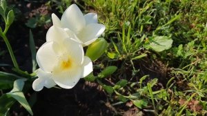 Фрезия/Фреезия/Freesia/Фрезия махровая смесь из Fix Price