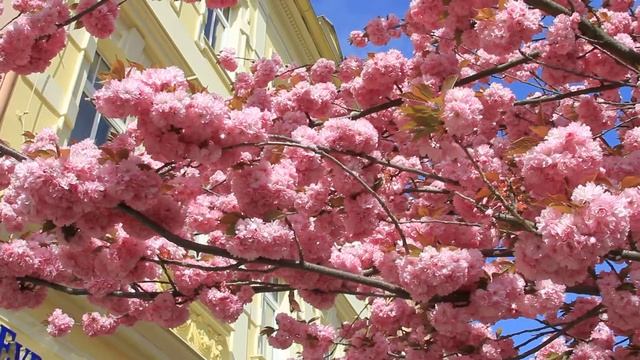 Sakura. Spring. Karlovy Vary. Весна в Карловых Варах. Чехия смотреть онлайн