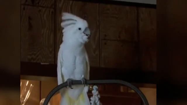Самые смешные попугаи в мире ▶ смотреть онлайн