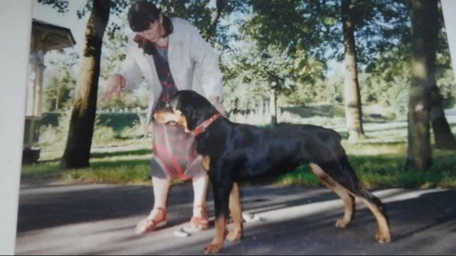 Мои собаки и их дети(порода,клички и возраст в описании)