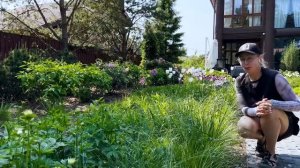 Цветение рододендронов и почему они могут не цвести?